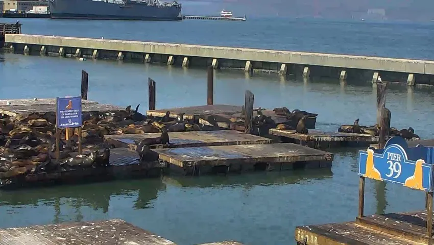 Pier 39, San Francisco, California Webcam / Camera